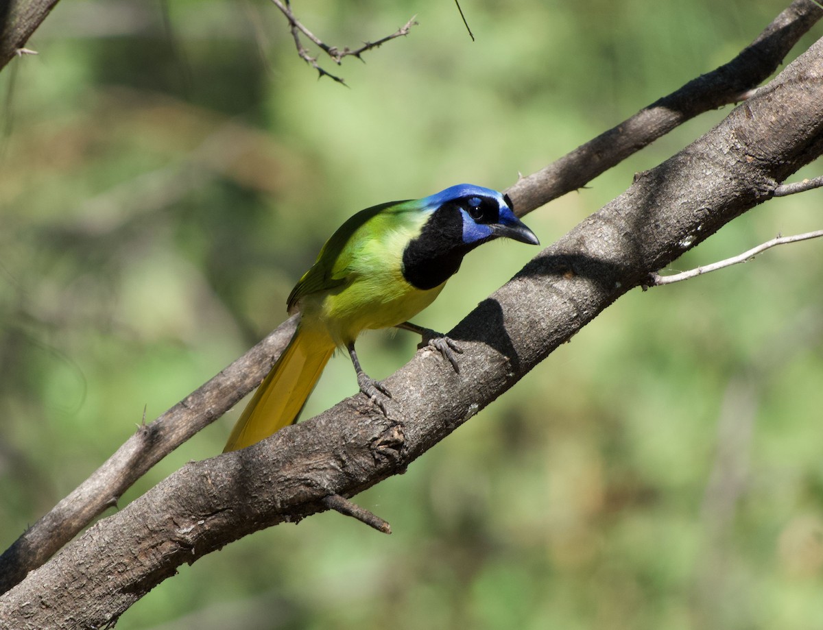 Geai vert - ML645196225