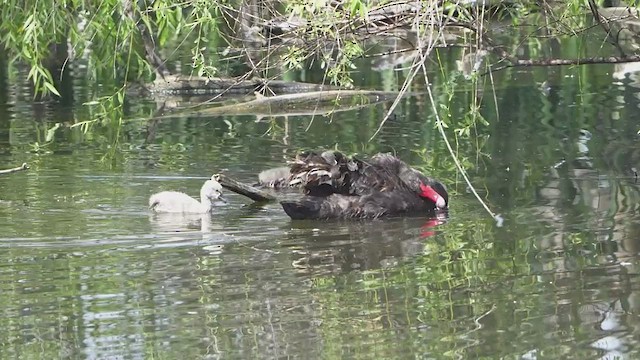 Black Swan - ML645196231