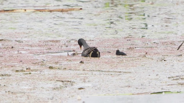 Dusky Moorhen - ML645196235