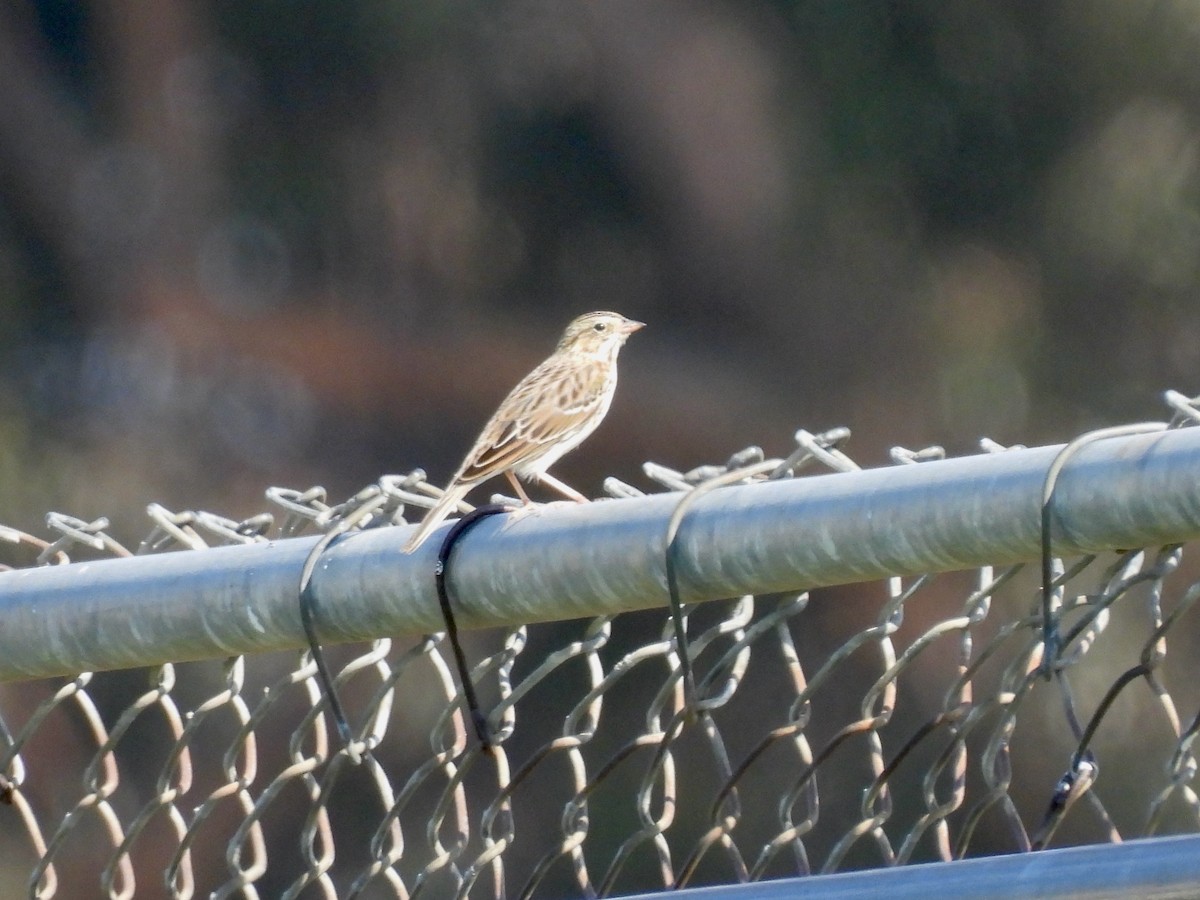 Пасовник савановий - ML645196245