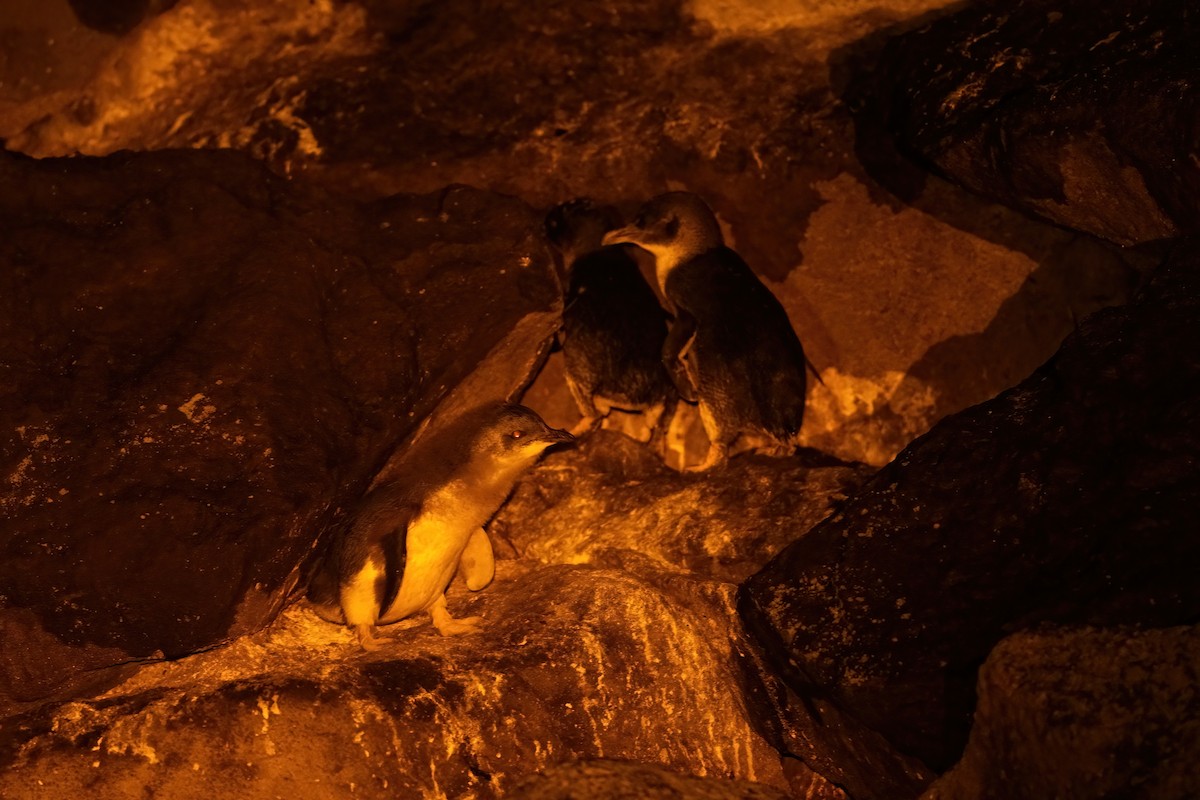 Little Penguin - ML645196255