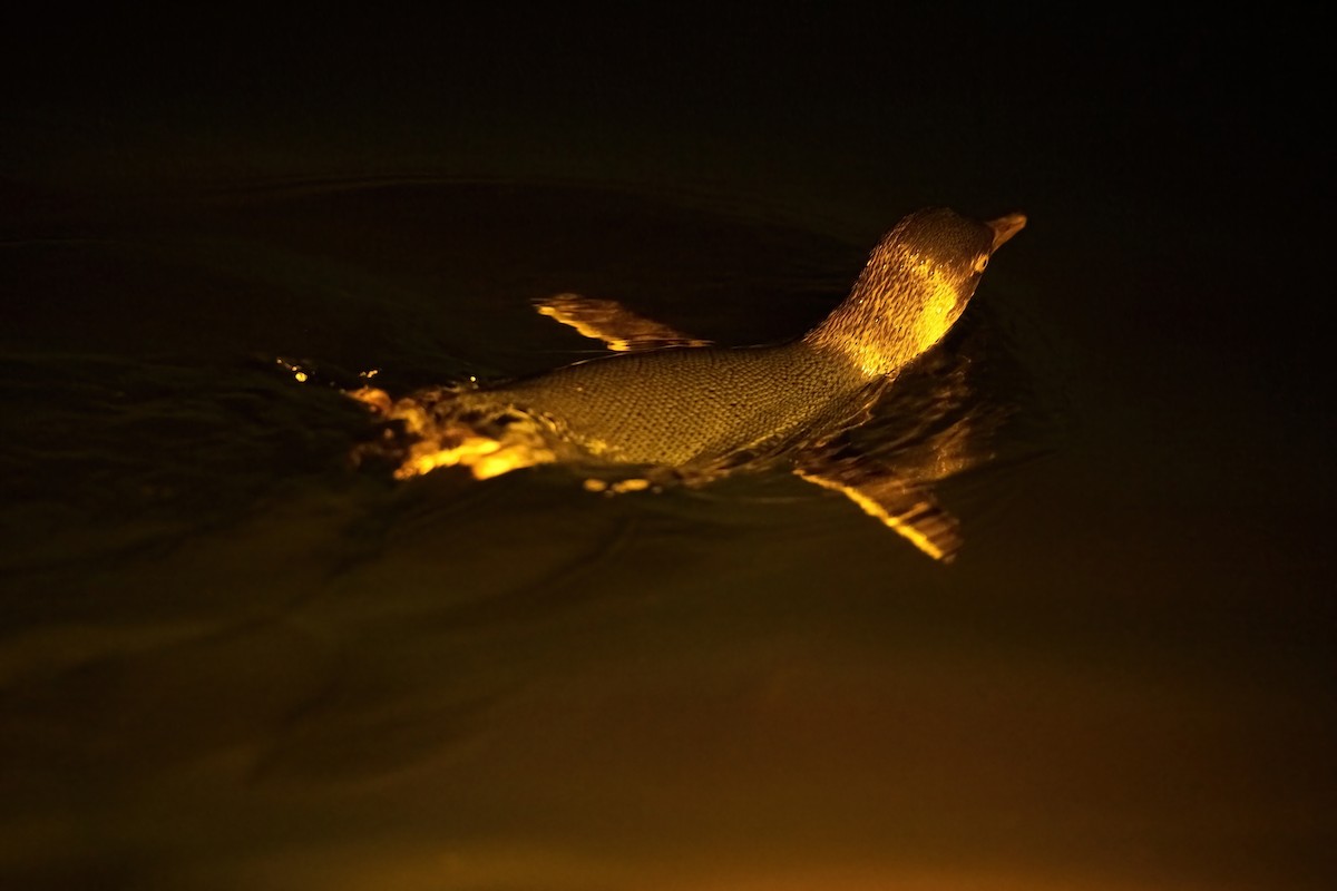 Little Penguin - ML645196256