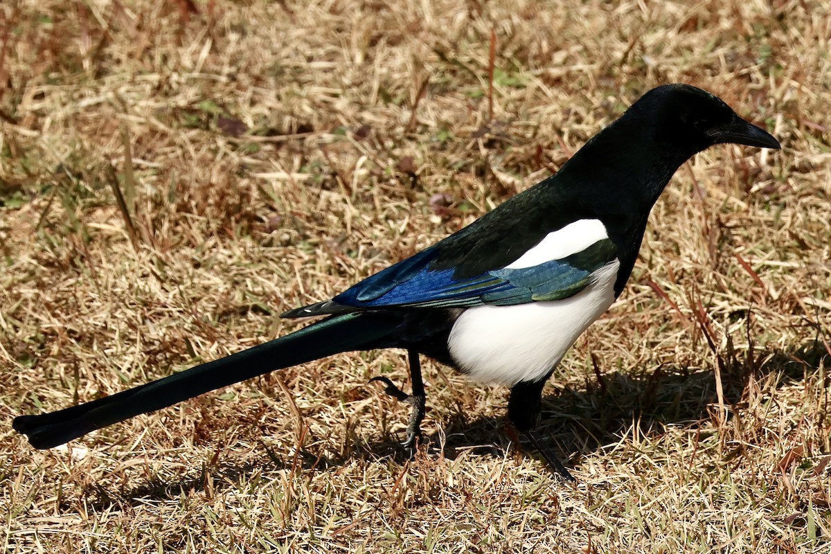 orientskjære - ML645196262