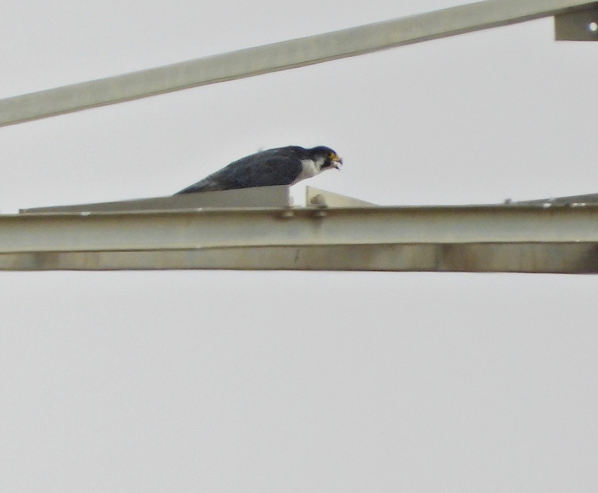 sokol stěhovavý - ML645196274