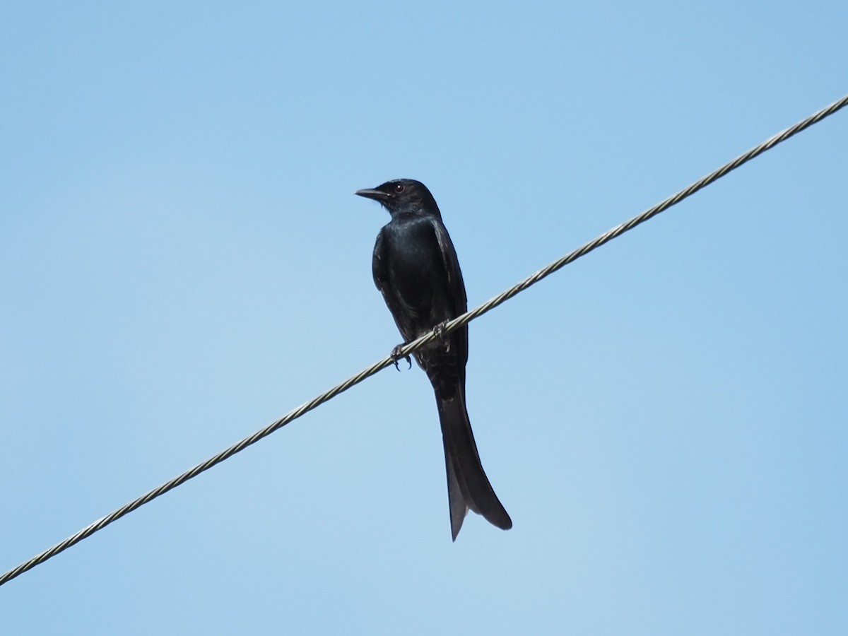 Black Drongo - ML645196275