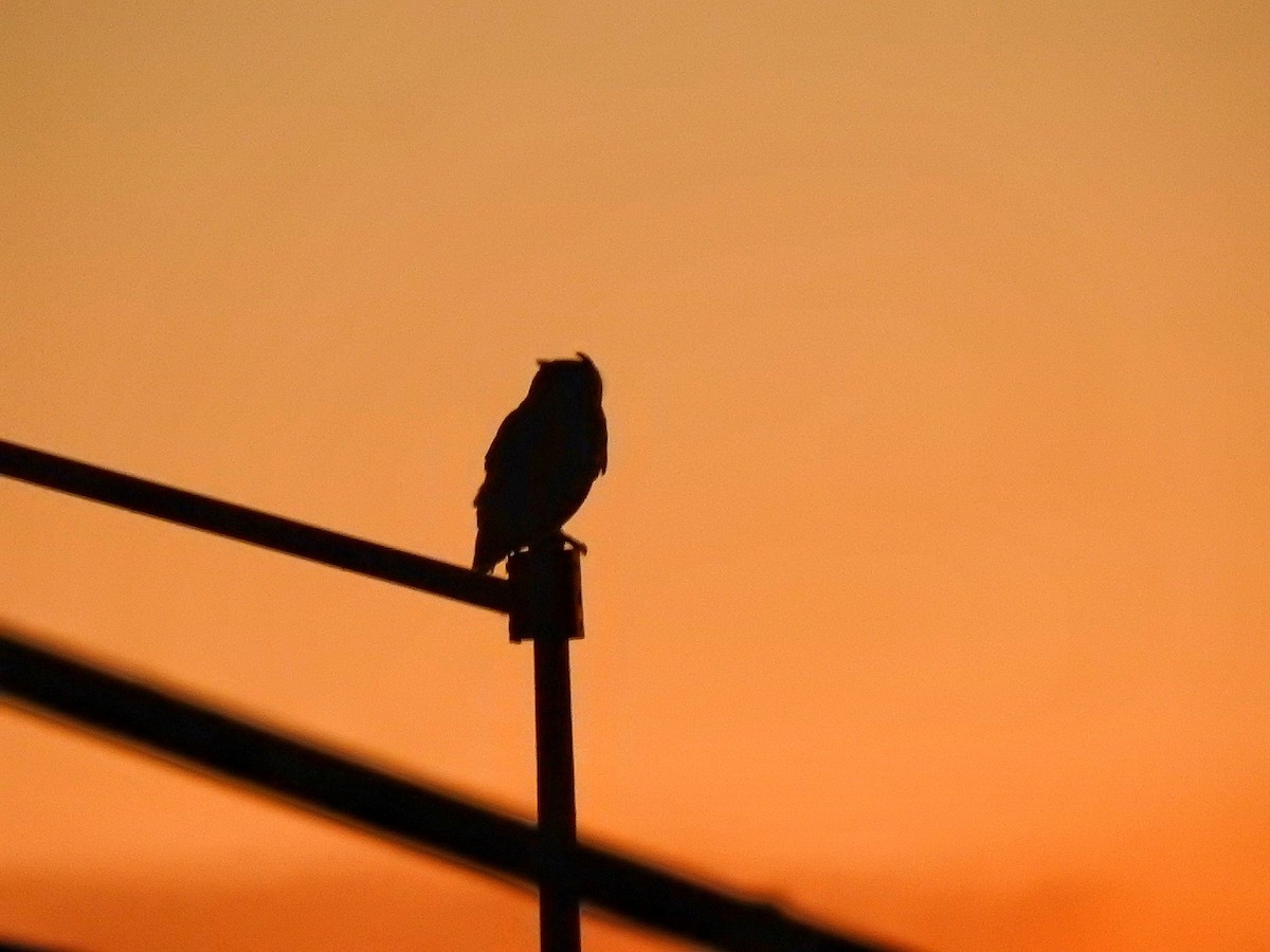 Great Horned Owl - ML645196276
