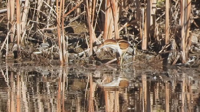 Least Bittern - ML645196277