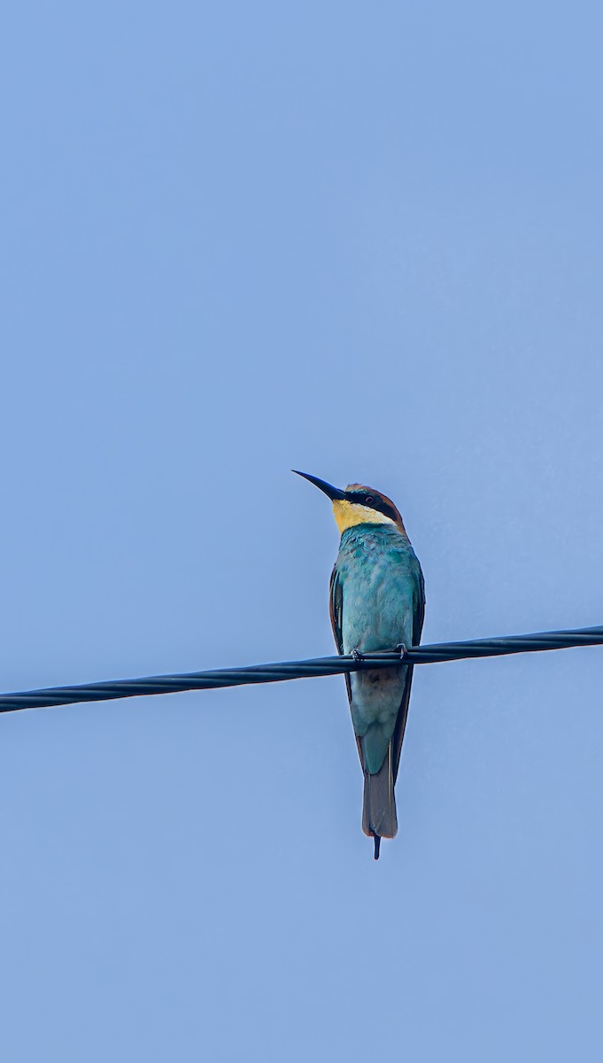 European Bee-eater - ML645196279