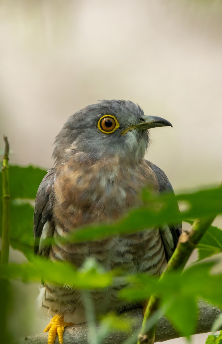 Common Hawk-Cuckoo - ML645196286
