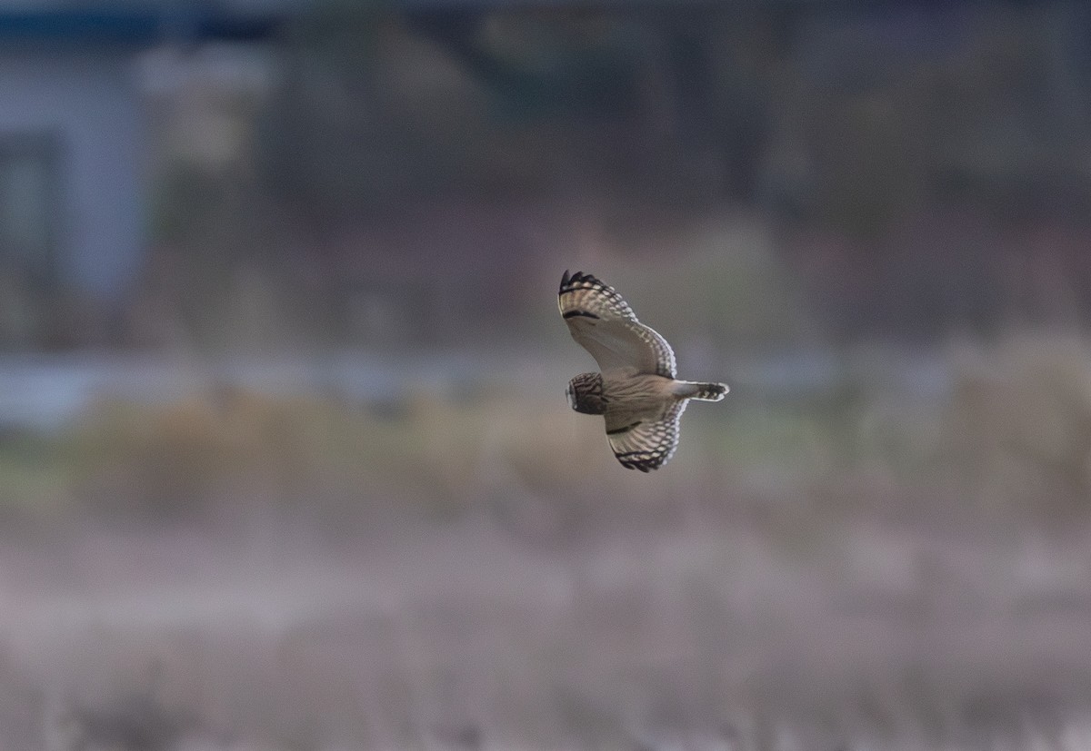 Gufo di palude - ML645196299