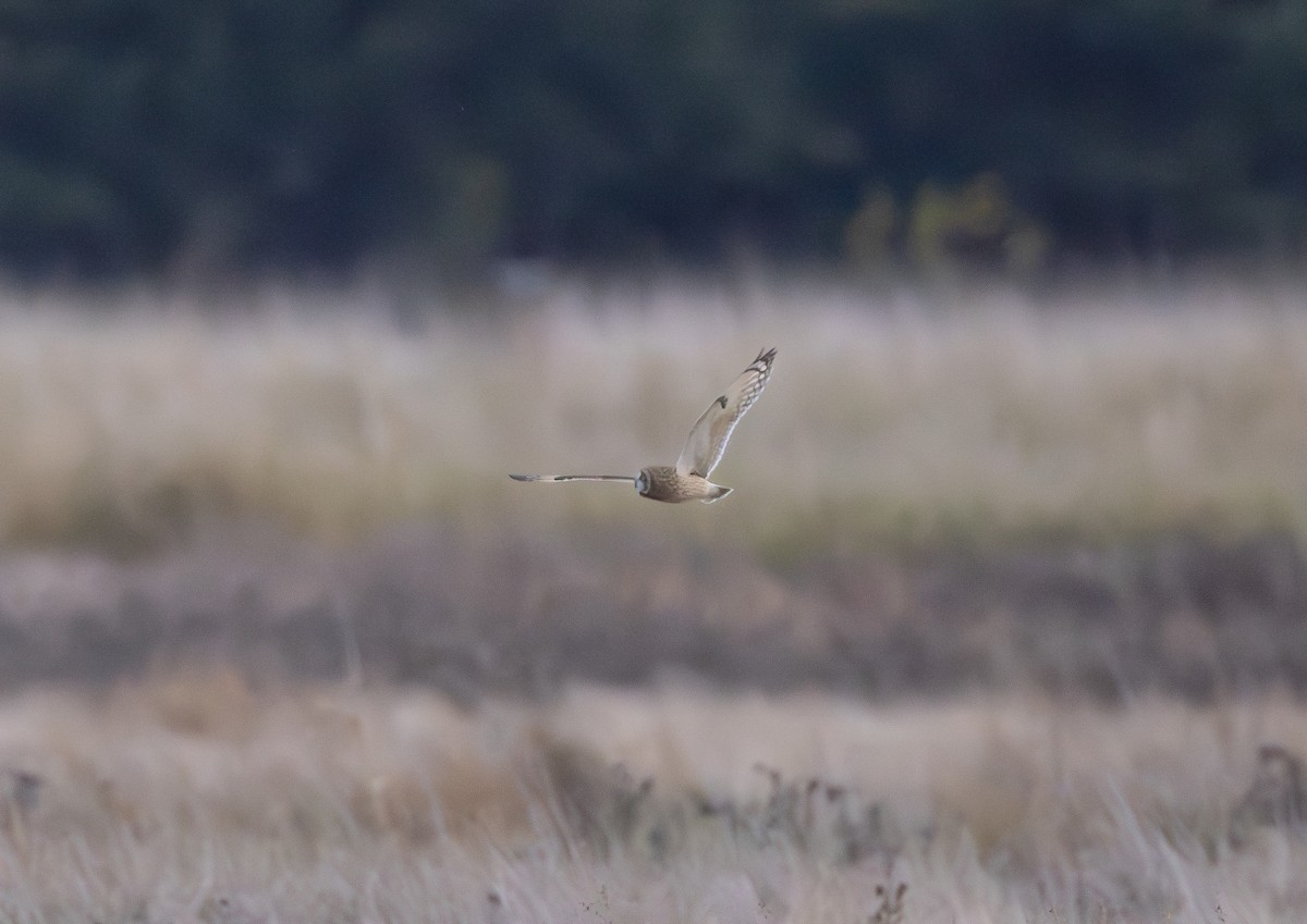 Gufo di palude - ML645196300