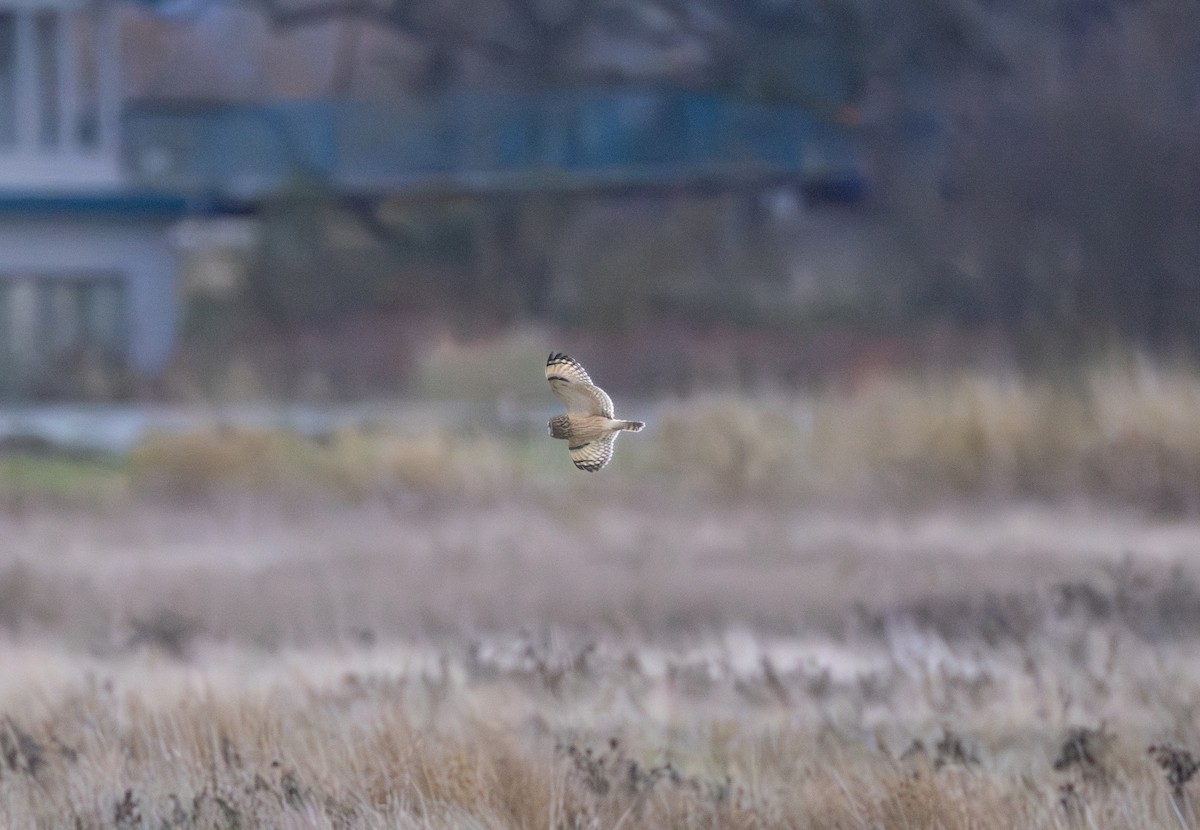 Gufo di palude - ML645196301
