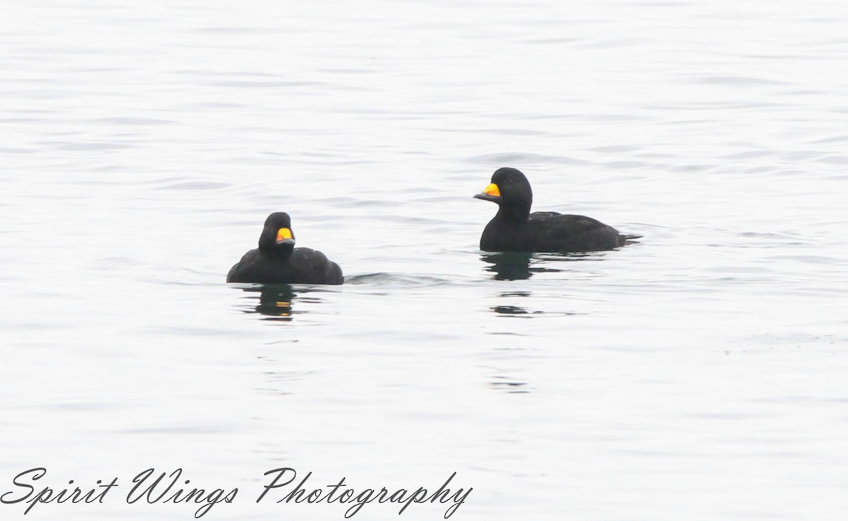 Black Scoter - ML645196316