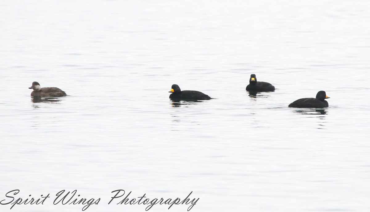 Black Scoter - ML645196317