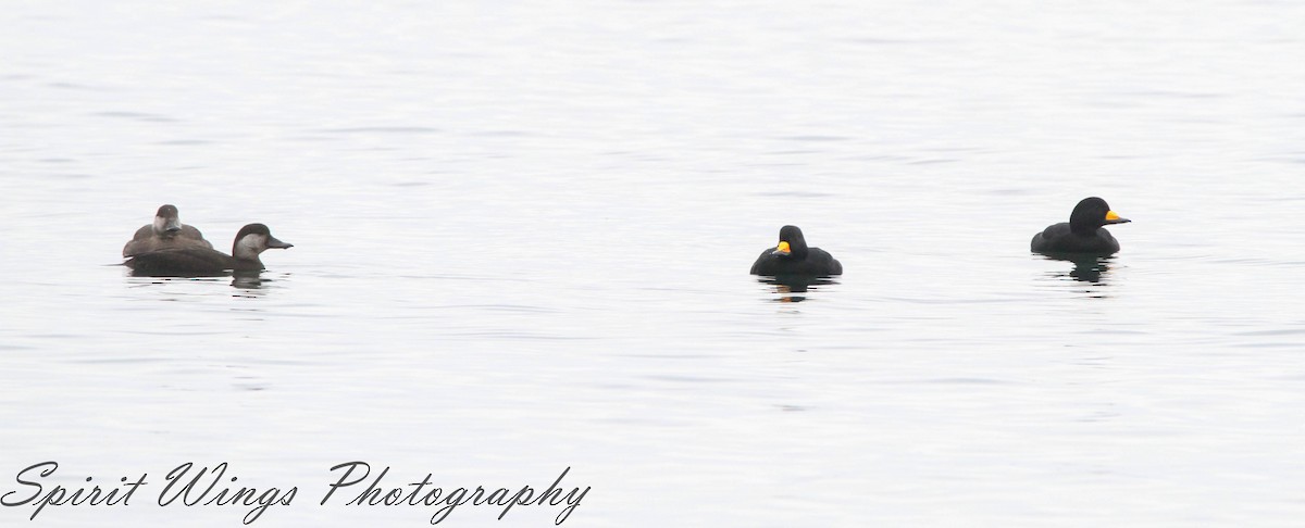 Black Scoter - ML645196318