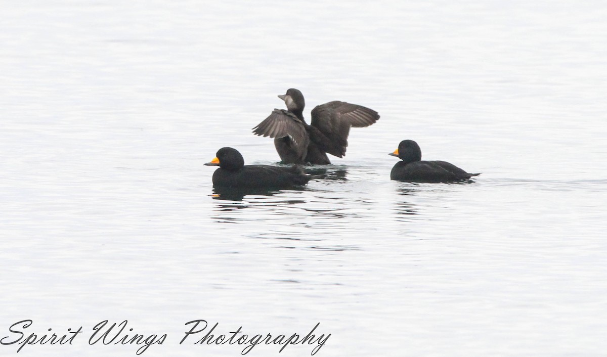 Black Scoter - ML645196319