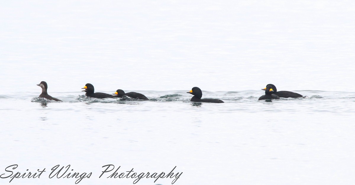 Black Scoter - ML645196320