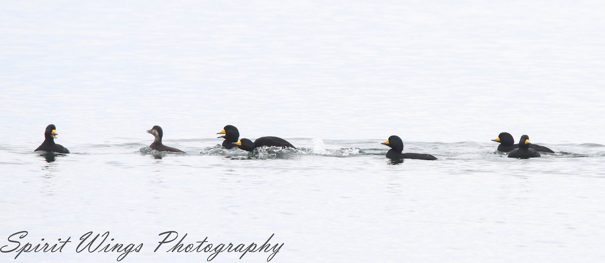 Black Scoter - ML645196321