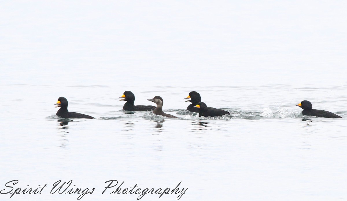 Black Scoter - ML645196322