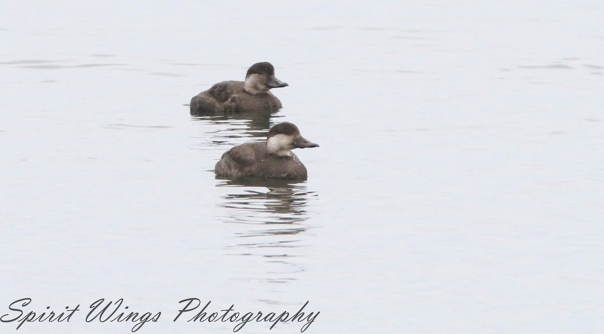 Black Scoter - ML645196324
