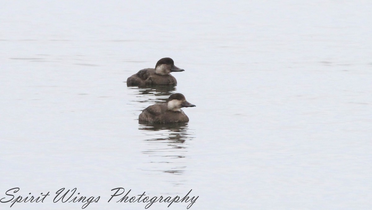 Black Scoter - ML645196325
