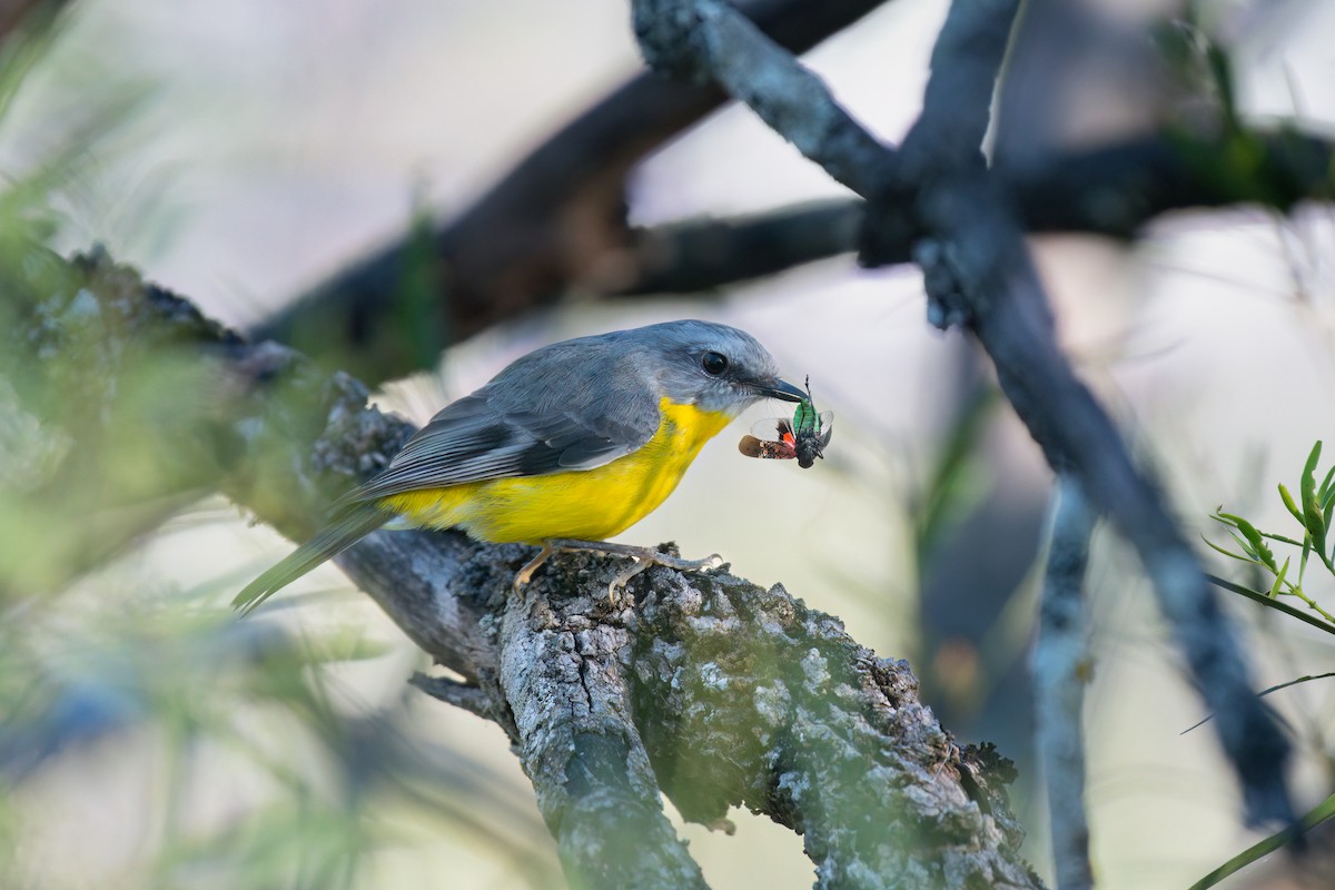 Eastern Yellow Robin - ML645196326