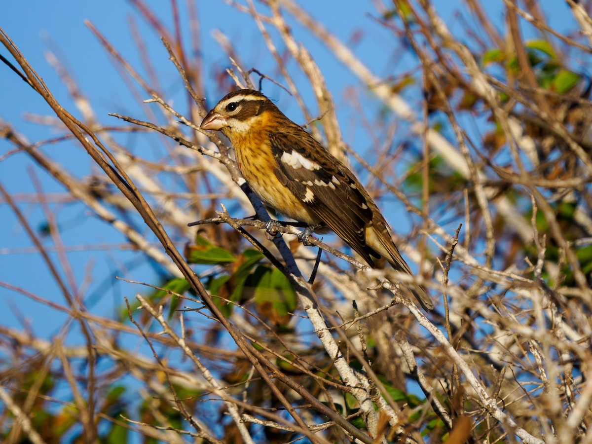 Indigo Bunting - ML645196328
