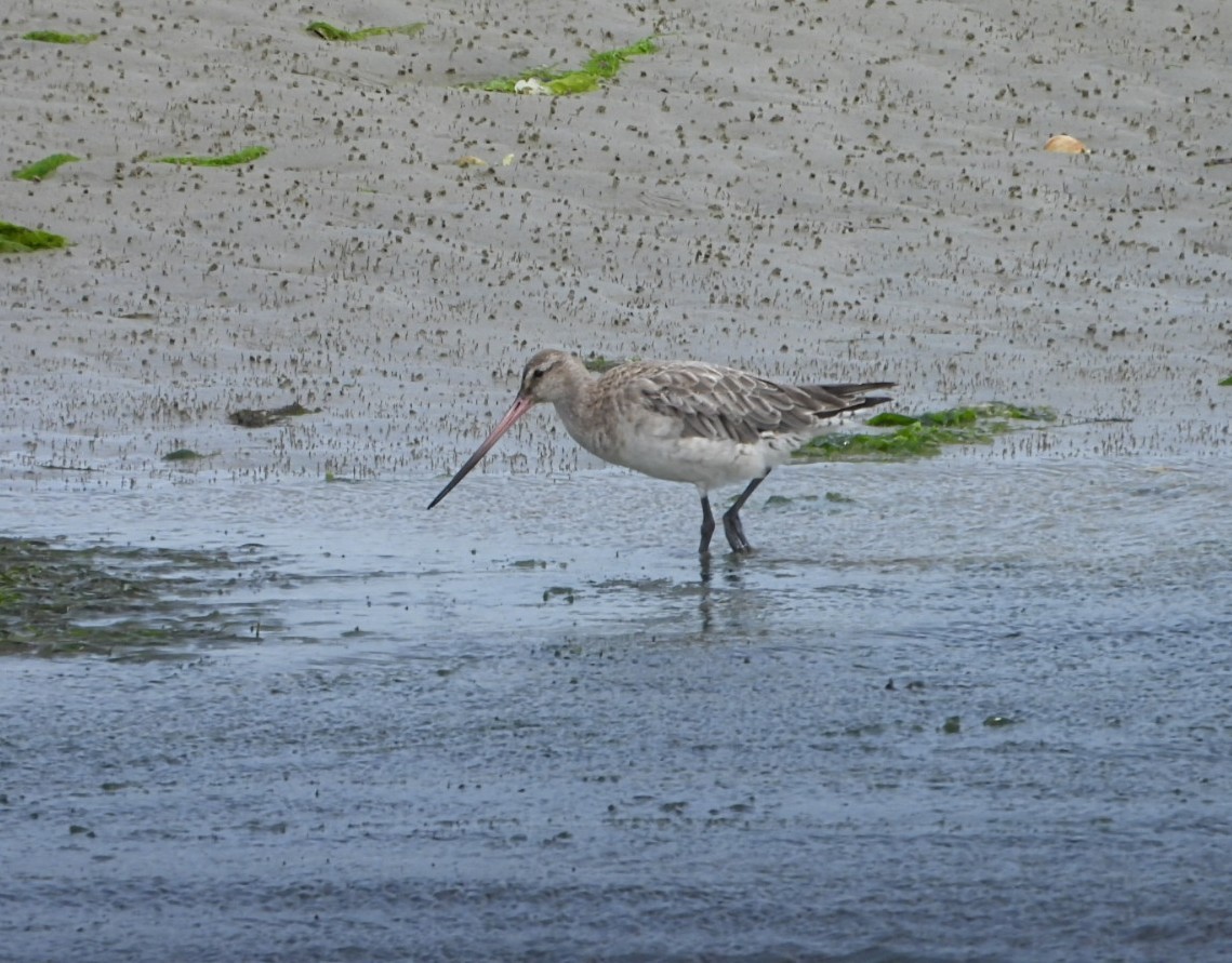 Kuliska gorria - ML645196329