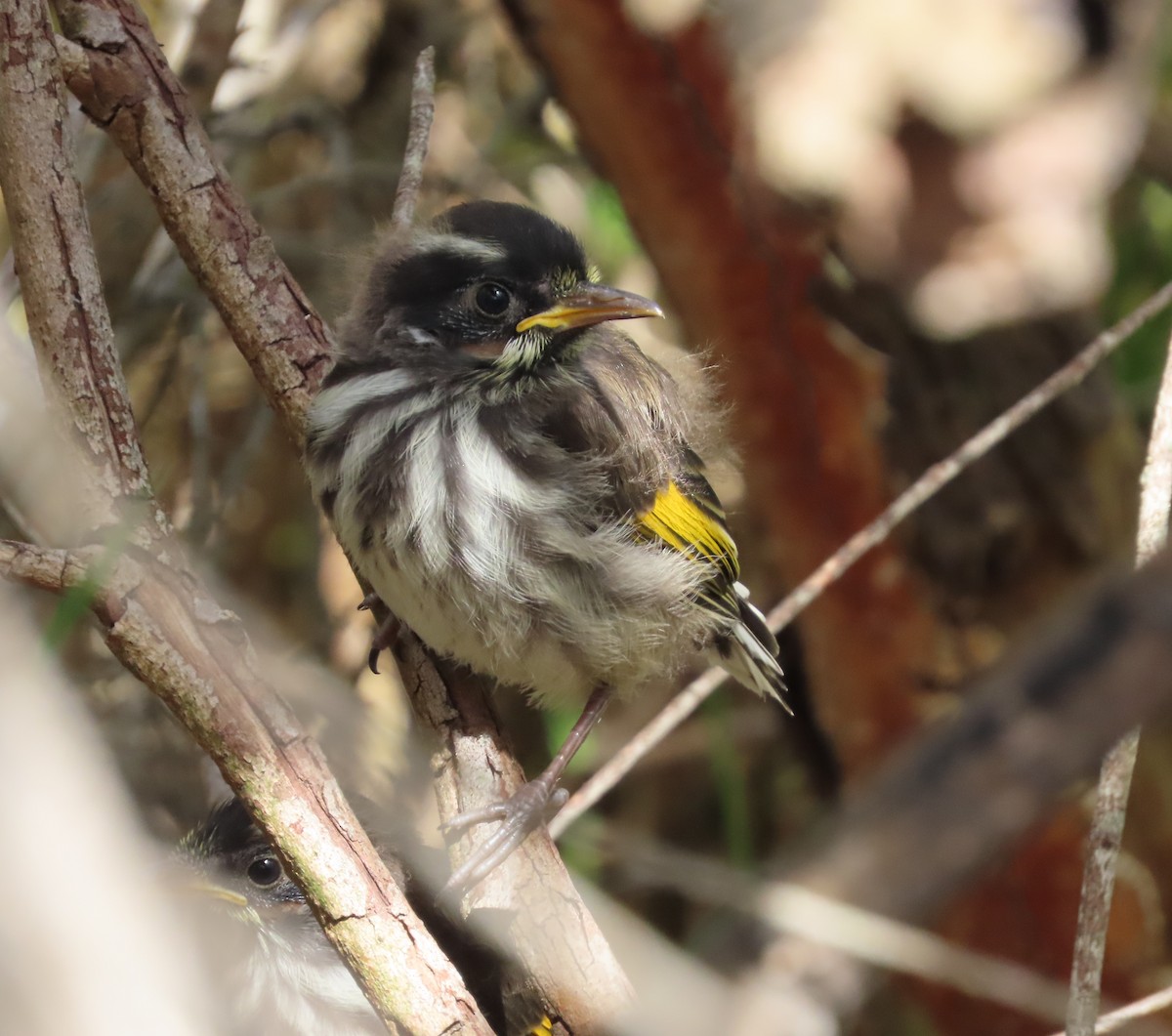 New Holland Honeyeater - ML645196330
