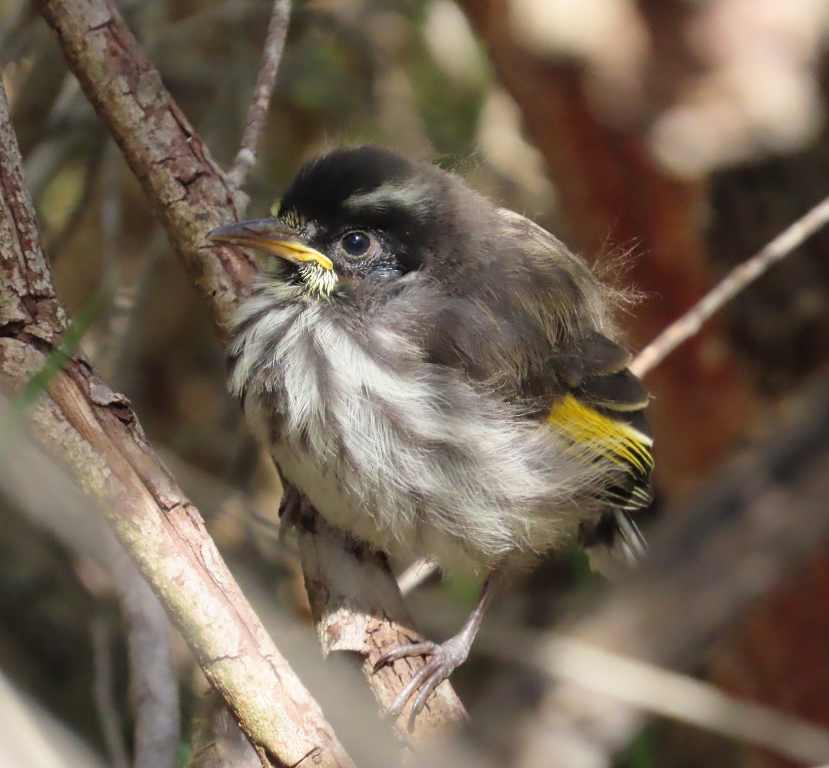 New Holland Honeyeater - ML645196331