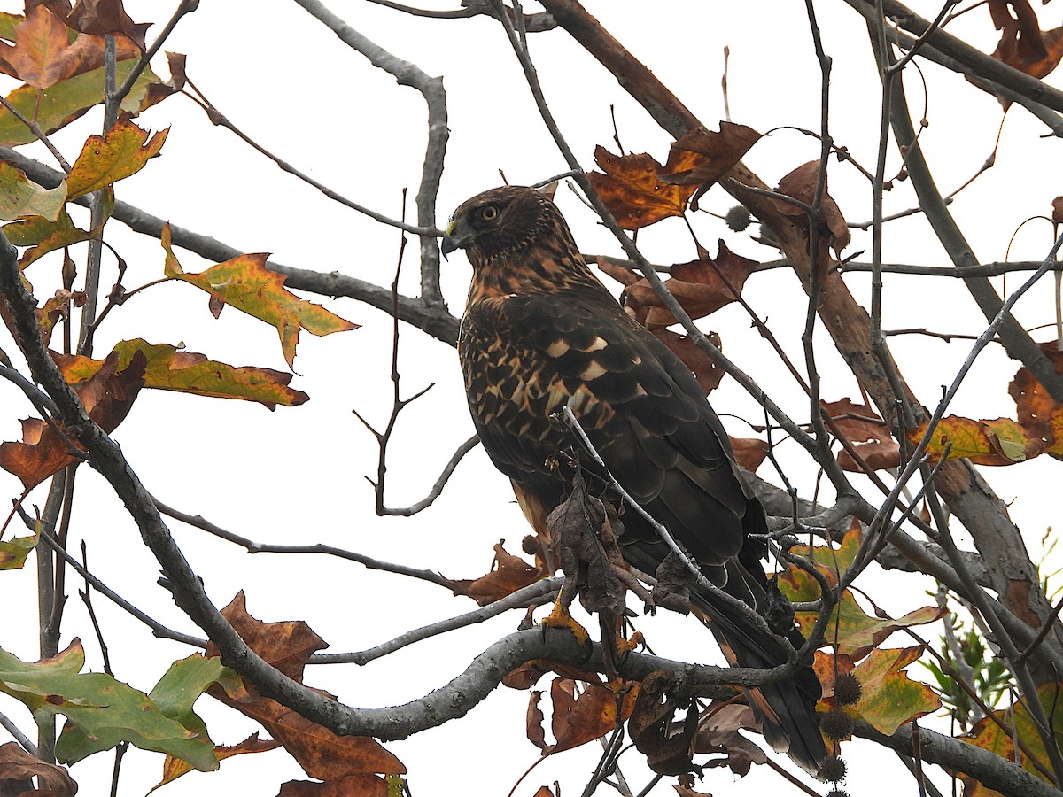 Mirotz zuri iparramerikarra - ML645196332