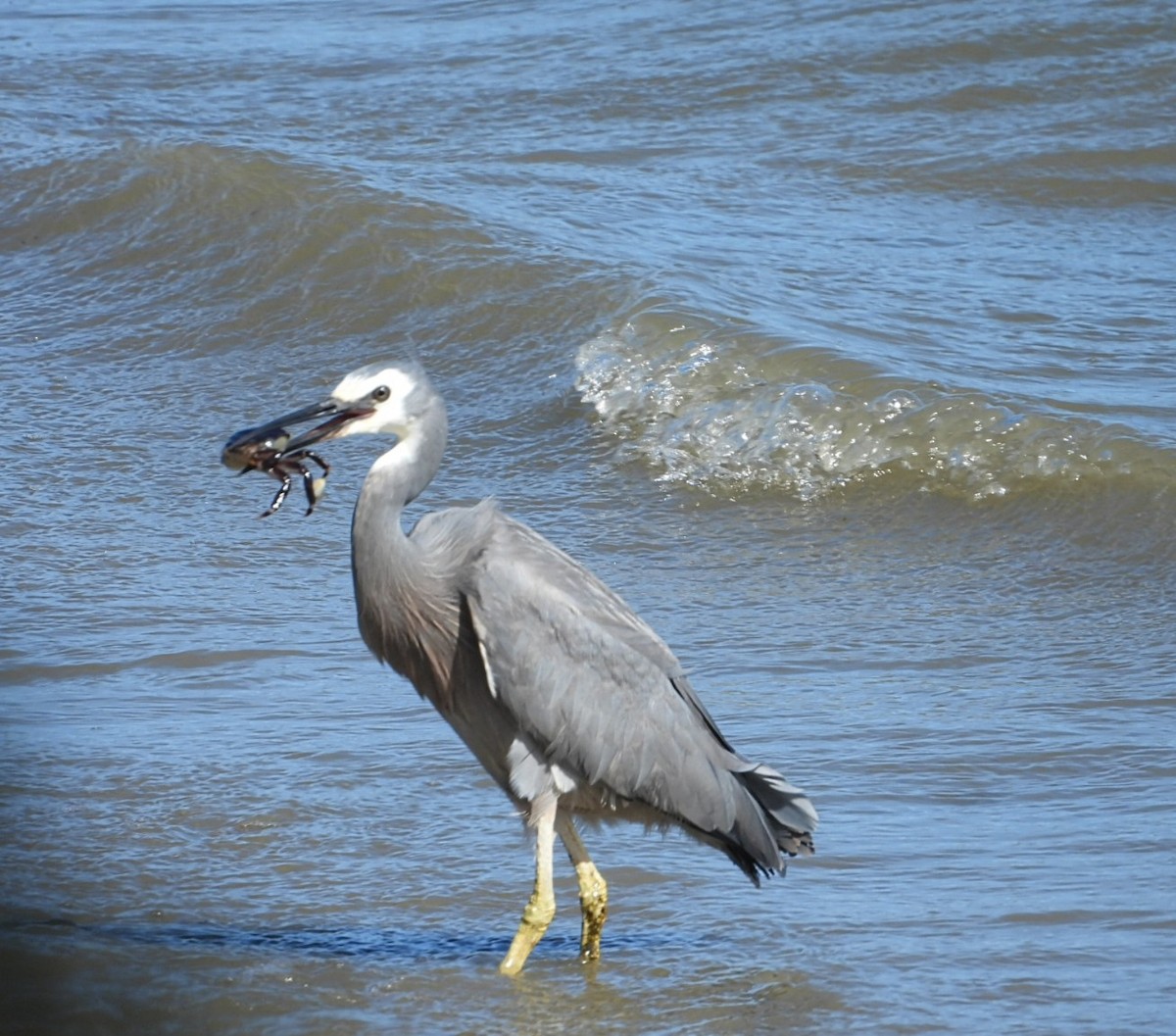 White-faced Heron - ML645196334