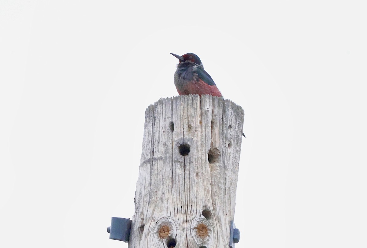 Lewis's Woodpecker - ML645196335