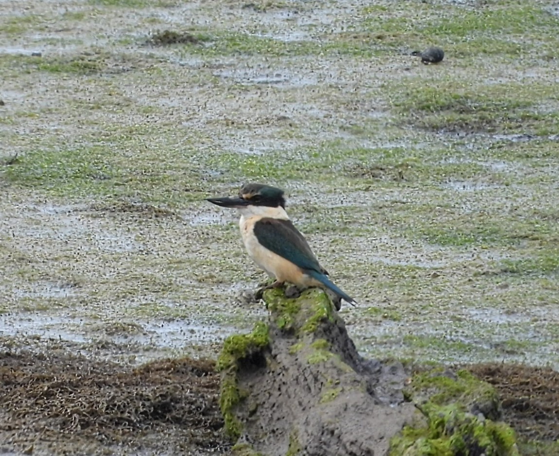 Sacred Kingfisher - ML645196336