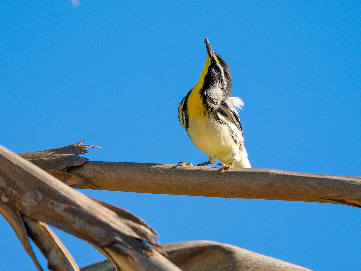 Yellow-throated Warbler (albilora) - ML645196337