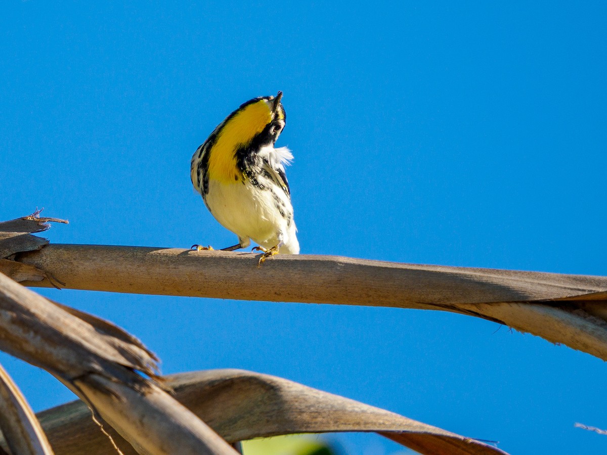 Yellow-throated Warbler (albilora) - ML645196338