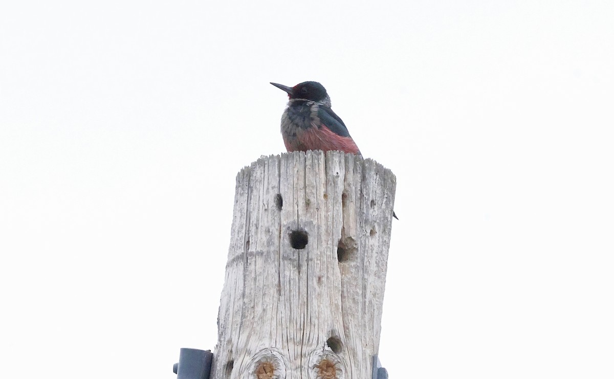 Lewis's Woodpecker - ML645196339