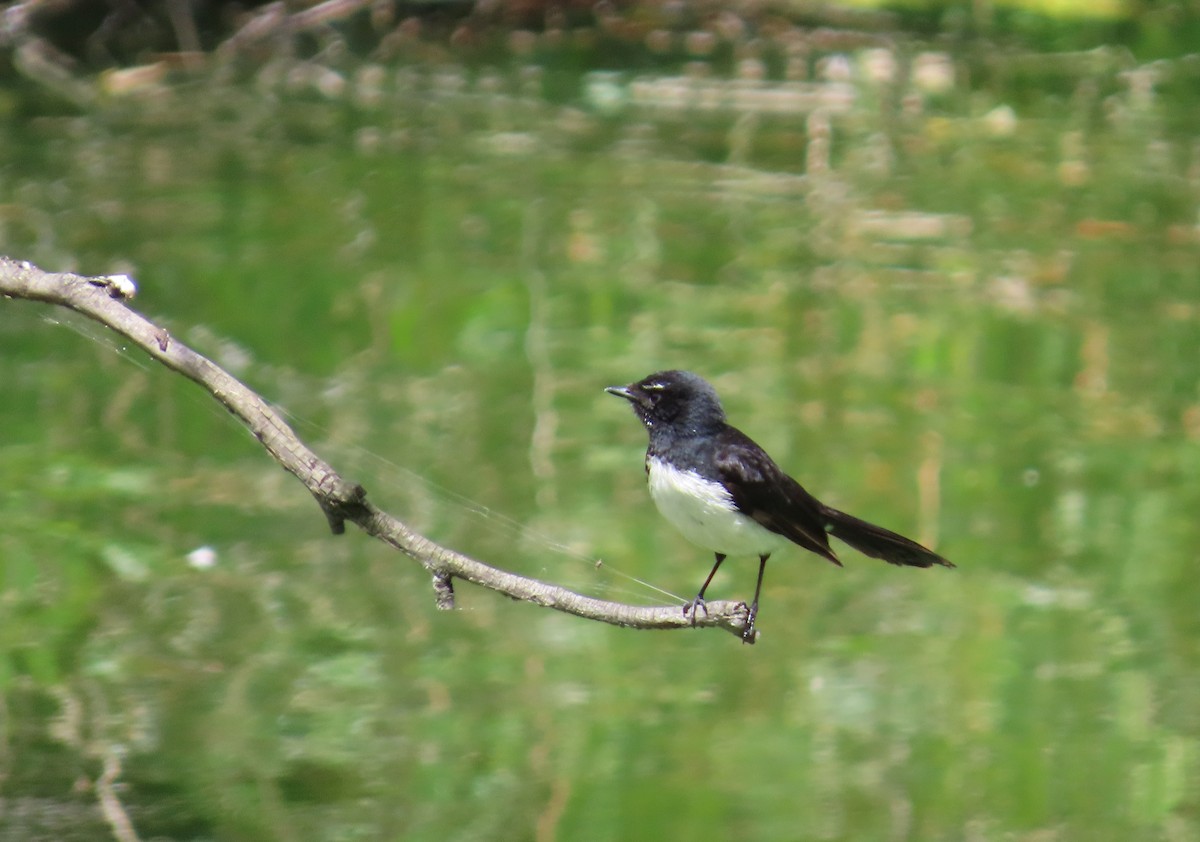 Willie-wagtail - ML645196340