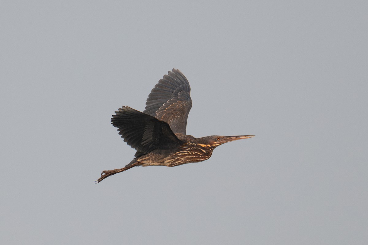 Amiltxori txiki beltza - ML645196341