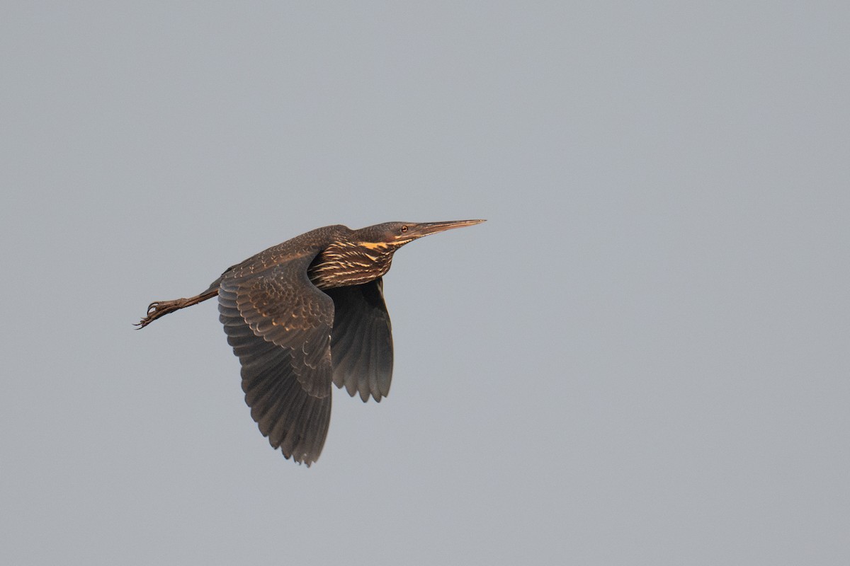 Amiltxori txiki beltza - ML645196342