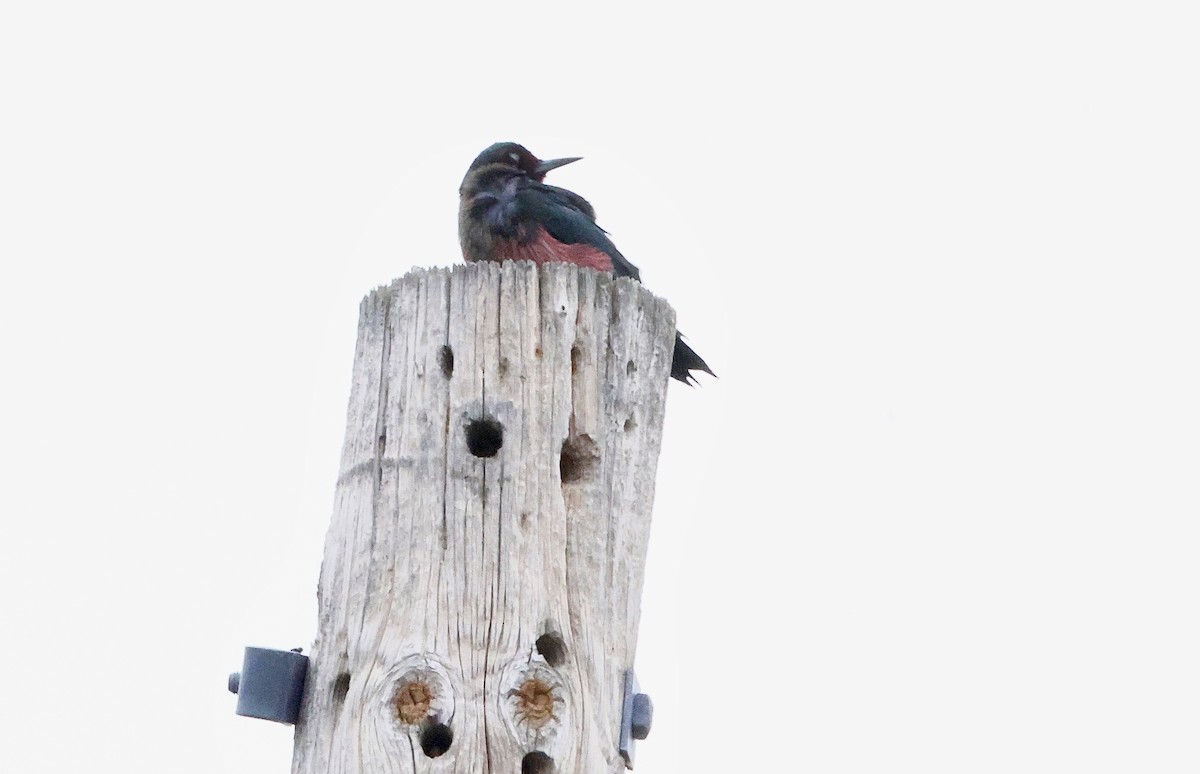 Lewis's Woodpecker - ML645196343