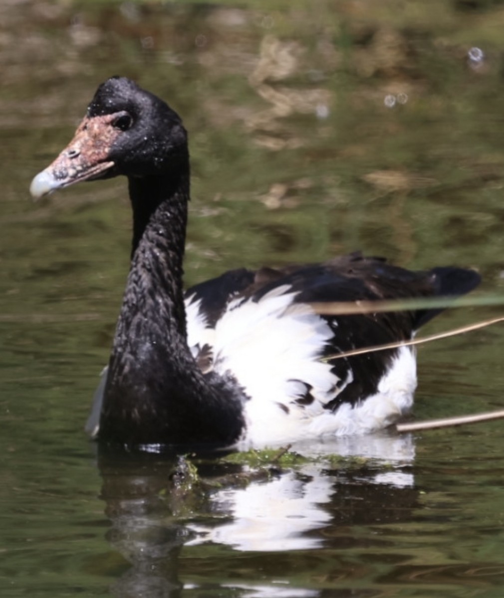 Mika-antzara - ML645196344