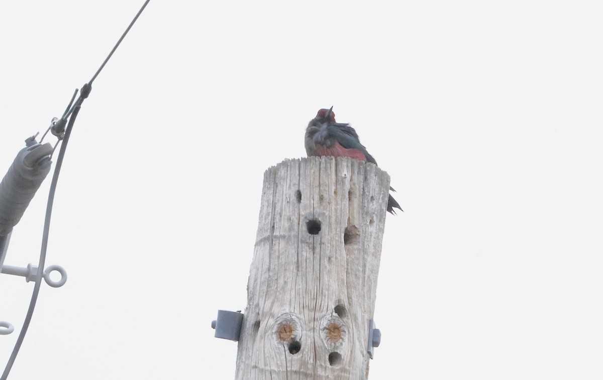 Lewis's Woodpecker - ML645196345