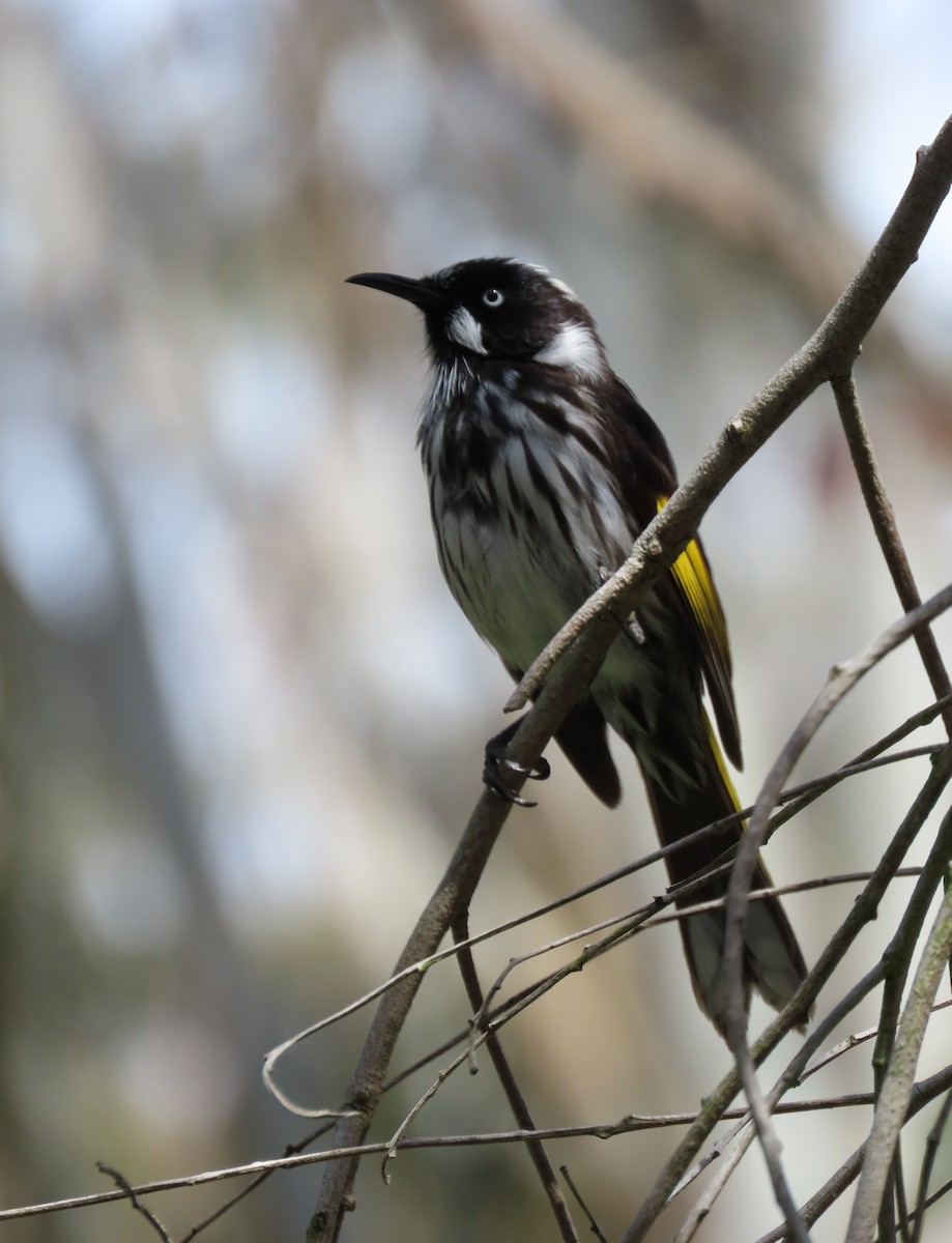 New Holland Honeyeater - ML645196347