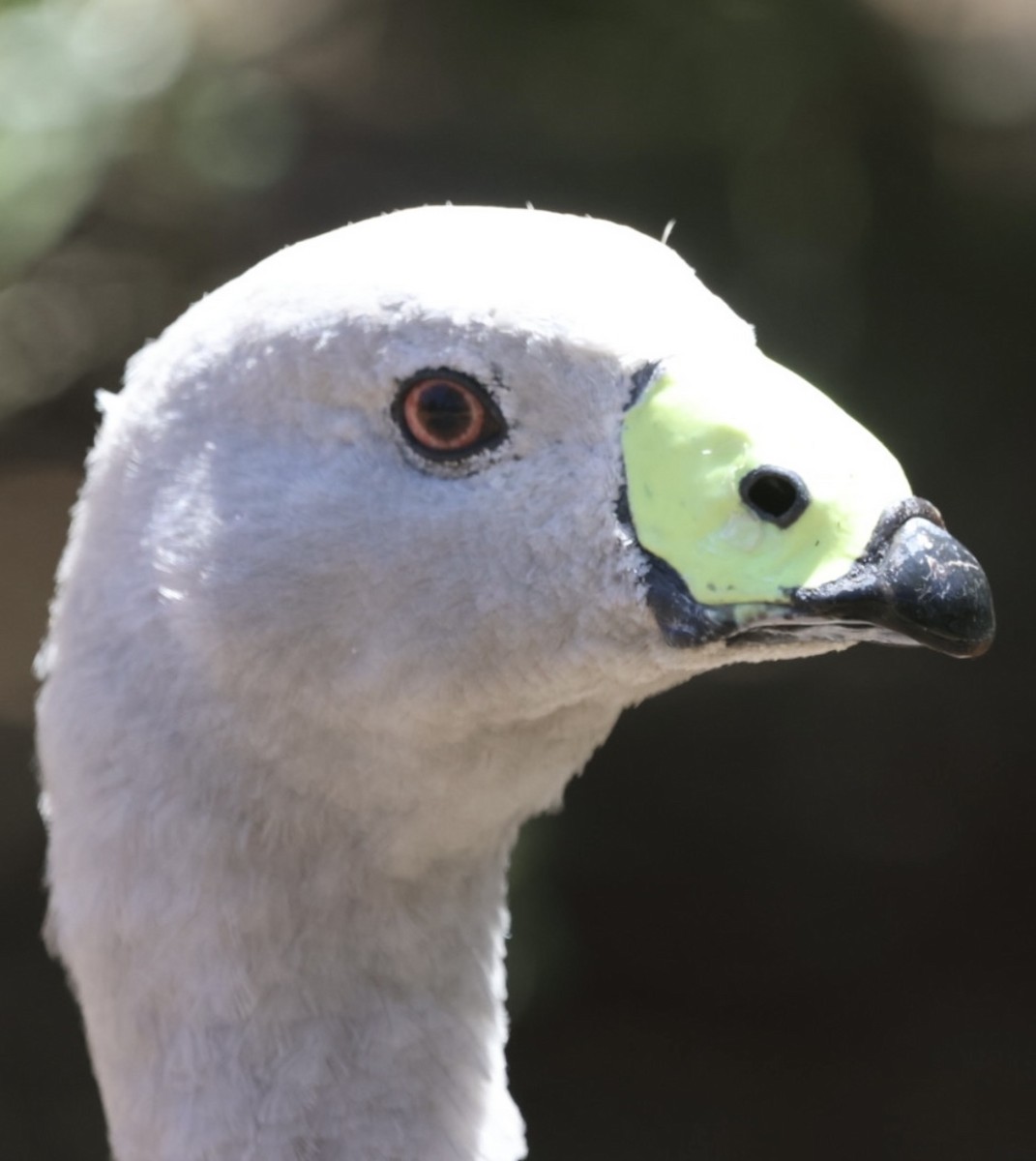 Antzara hauskara - ML645196348