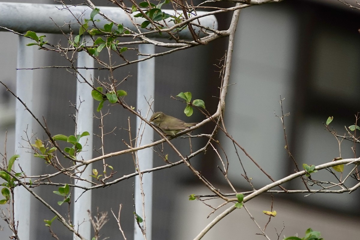 Ipar-txioa - ML645196350