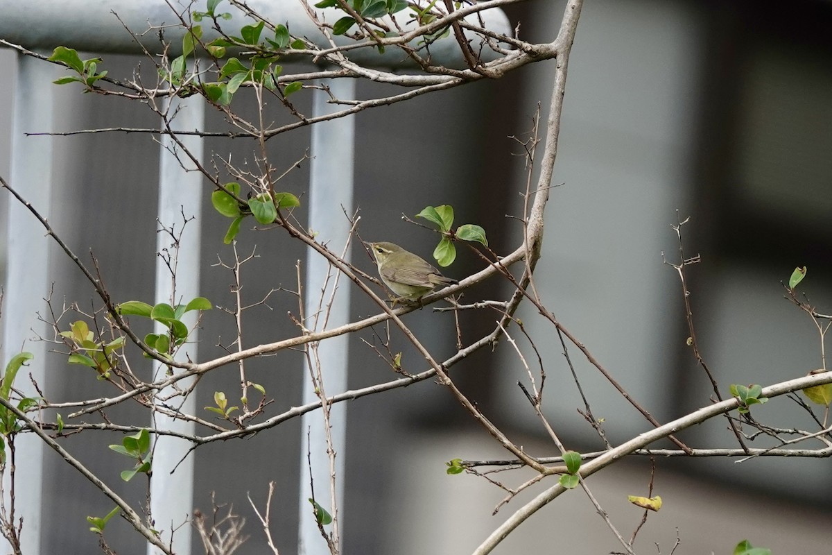 Ipar-txioa - ML645196351