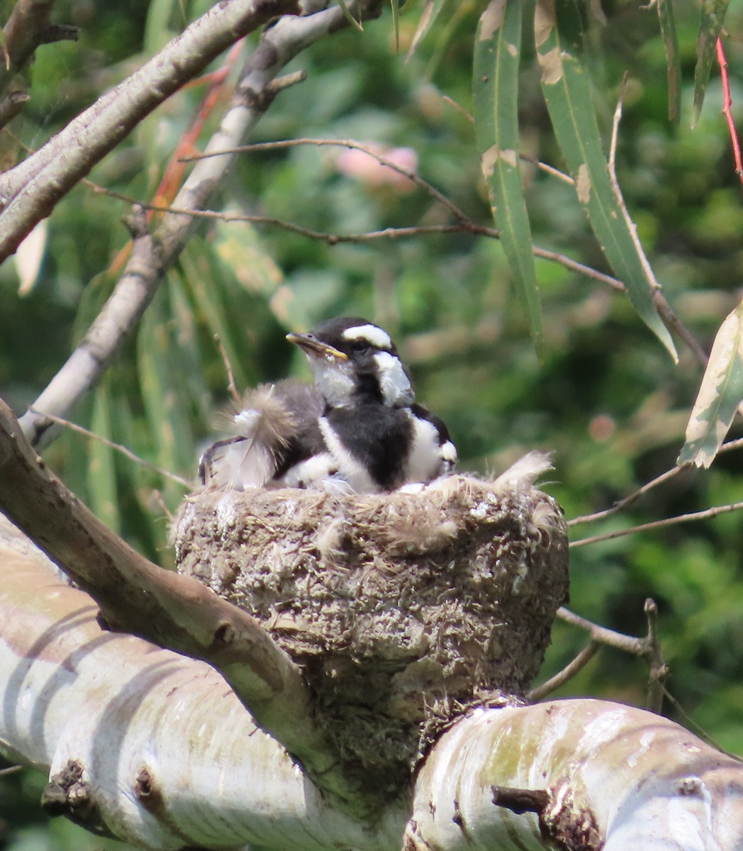 Magpie-lark - ML645196353