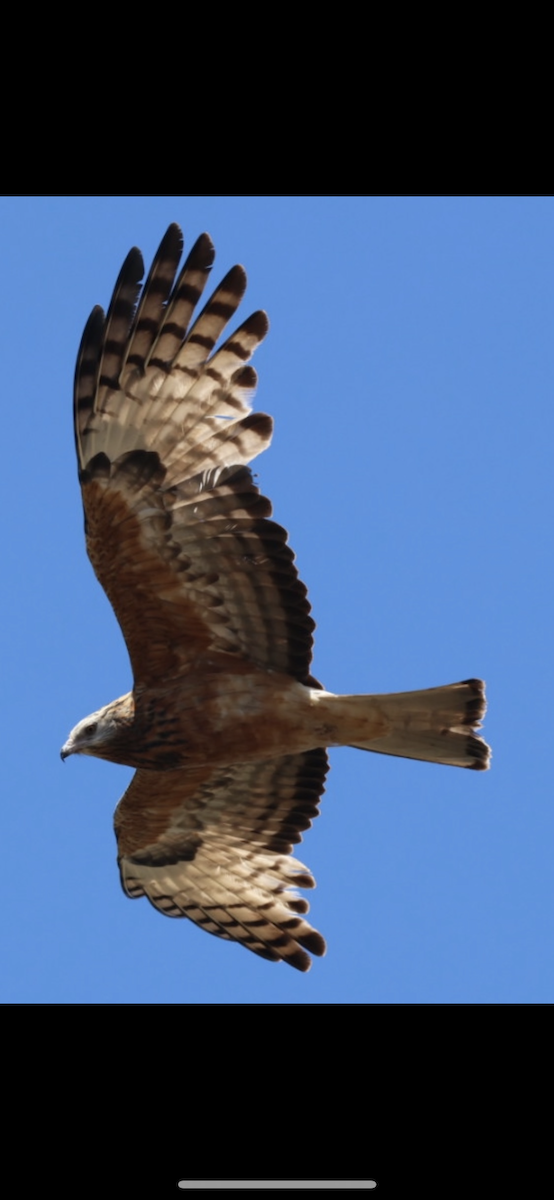 Чубатый коршун - ML645196354