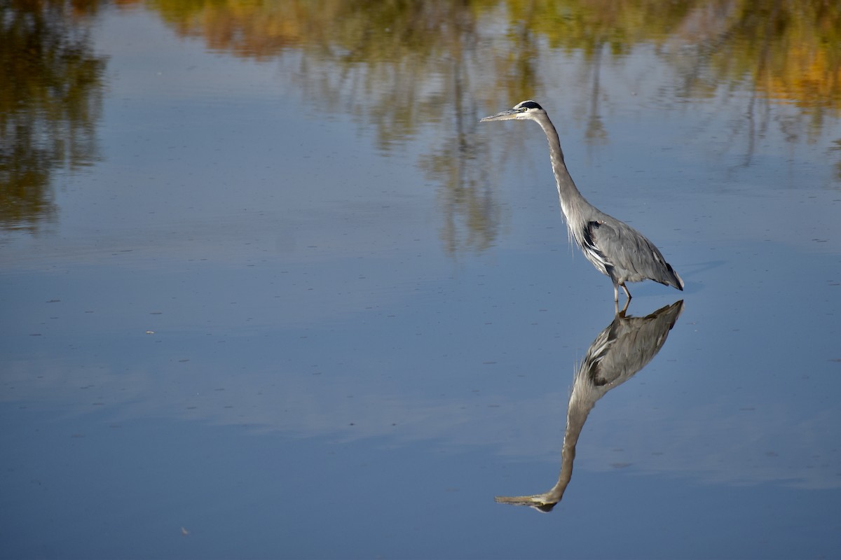 Koartza hauskara amerikarra - ML645196357